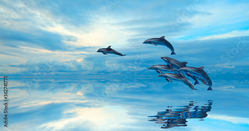 Group of dolphins jumping on the water 