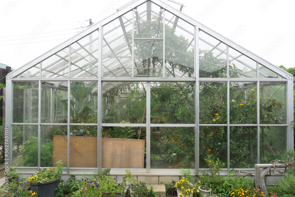 Fototapeta premium 温室栽培 グリーンハウス 