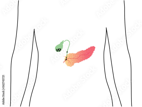 Pancreas an human body