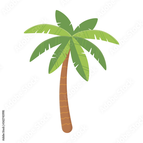 palm tree tropical nature exotic botanical isolated design icon