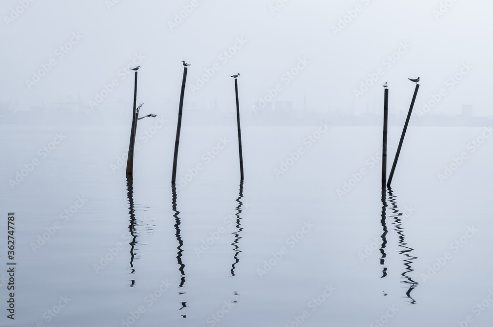 Silhouette of bamboo rods and seagulls on a misty morning ambient