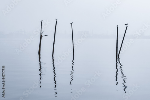 Silhouette of bamboo rods and seagulls on a misty morning ambient