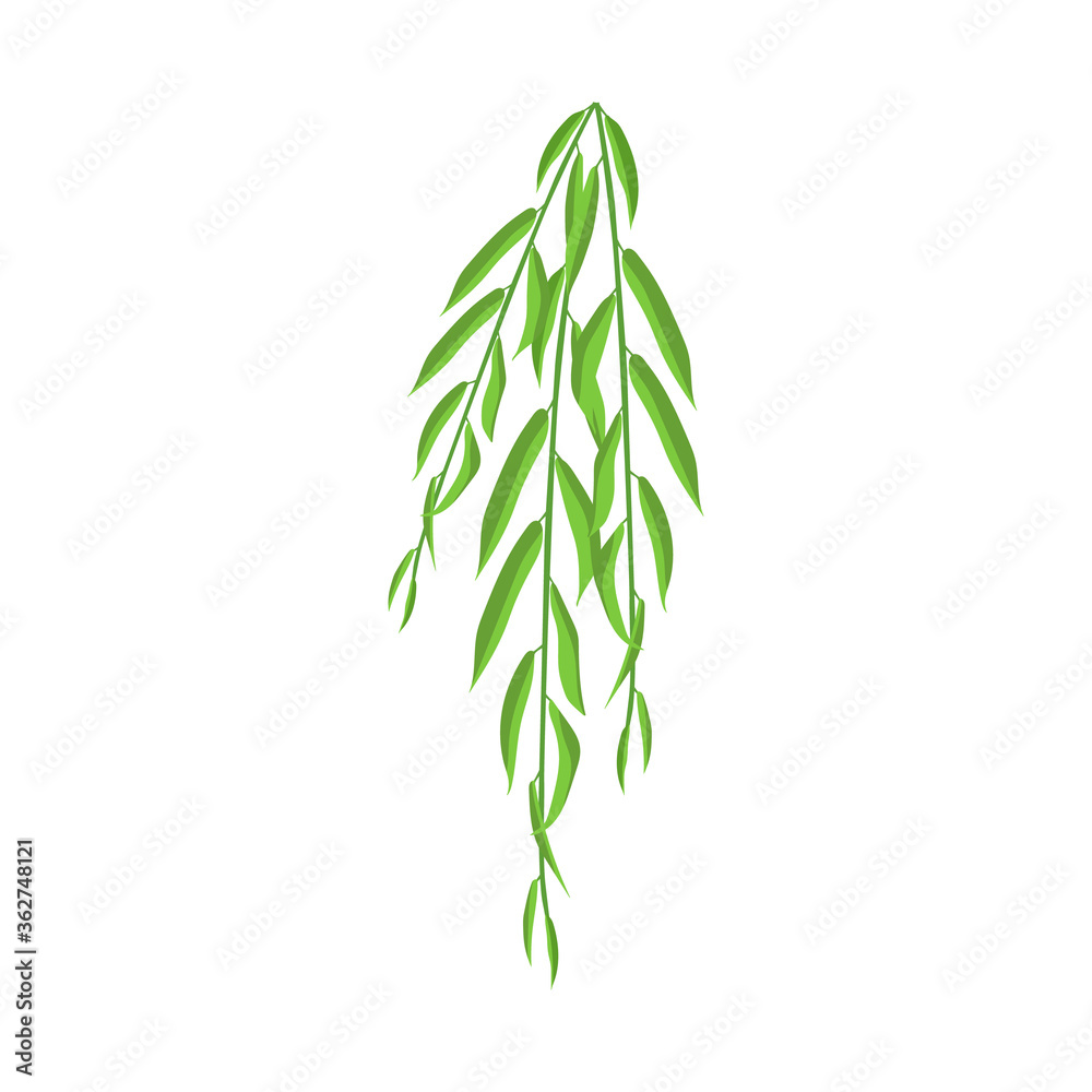 Obraz premium Isolated green leaf on a white background