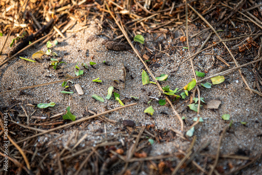 Fototapeta premium Black ants carrying tiny pieces of green leaves through the sand, sticks and dry grass