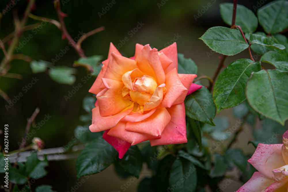 Big rose on blurred background with its own green leaves, showing a gradient tones from orange to fucsia Big rose on blurred background with its own green leaves, showing a gradient tones from orange to fucsia