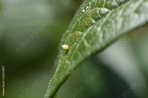 A Monarch butterfly (Danaus plexippus) egg attached to the surface of a milkweed leaf. Closeup. Copy space. 