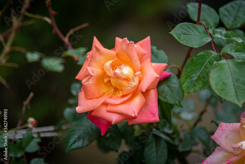 Big rose on blurred background with its own green leaves, showing a gradient tones from orange to fucsia