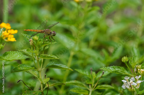 dragonfly on a flower © Sitak