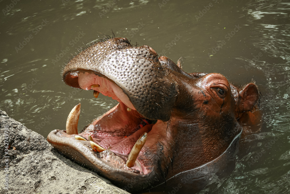 Fototapeta premium Hippopotamus open muzzle in the pond close up photo