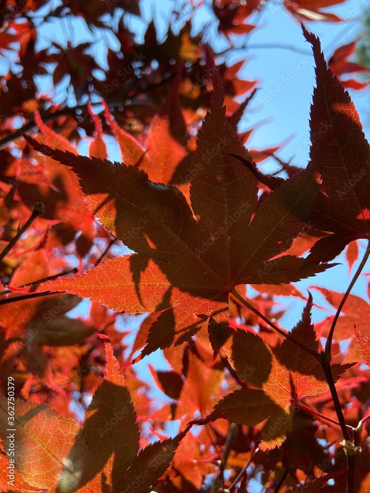 Fototapeta premium red maple leaves
