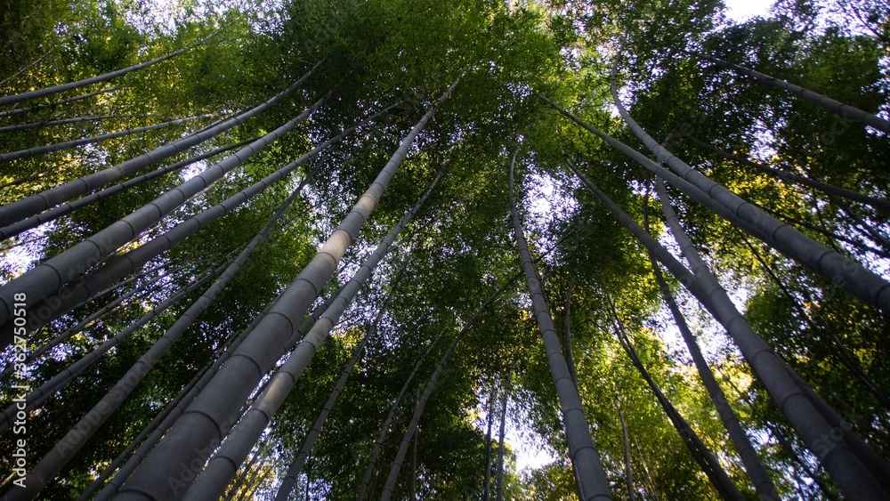 Fototapeta premium Arashiyama Bamboo Forest Path in Kyoto
