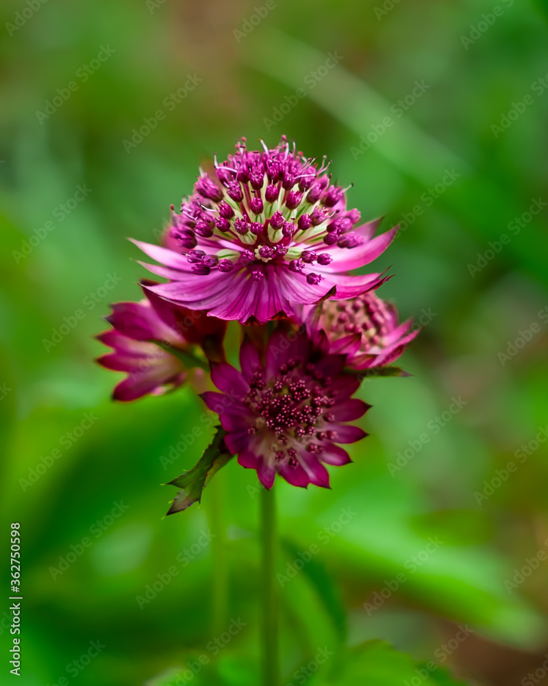 Red astrantia flower on a beautiful green blurred background Red astrantia flower on a beautiful green blurred background