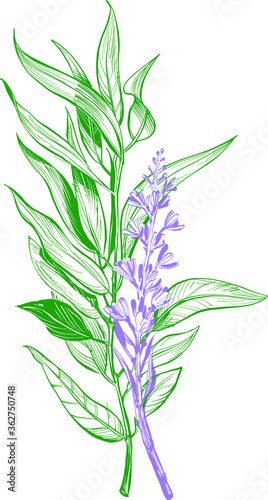 vector illustration of lavender with eucalyptus green leaves