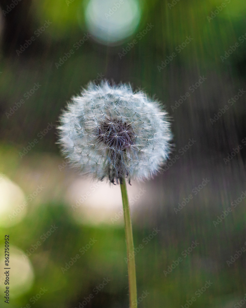 Dandelion seed pod in a beautiful sunny background Dandelion seed pod in a beautiful sunny background