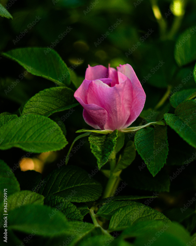 Wild rose bush with fresh single flower bud on a green leaves backround Wild rose bush with fresh single flower bud on a green leaves backround