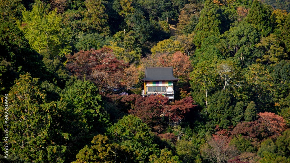 View of Arashiyama Gorge during autumn season at day time View of Arashiyama Gorge during autumn season at day time