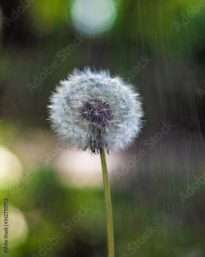 Dandelion seed pod in a beautiful sunny background