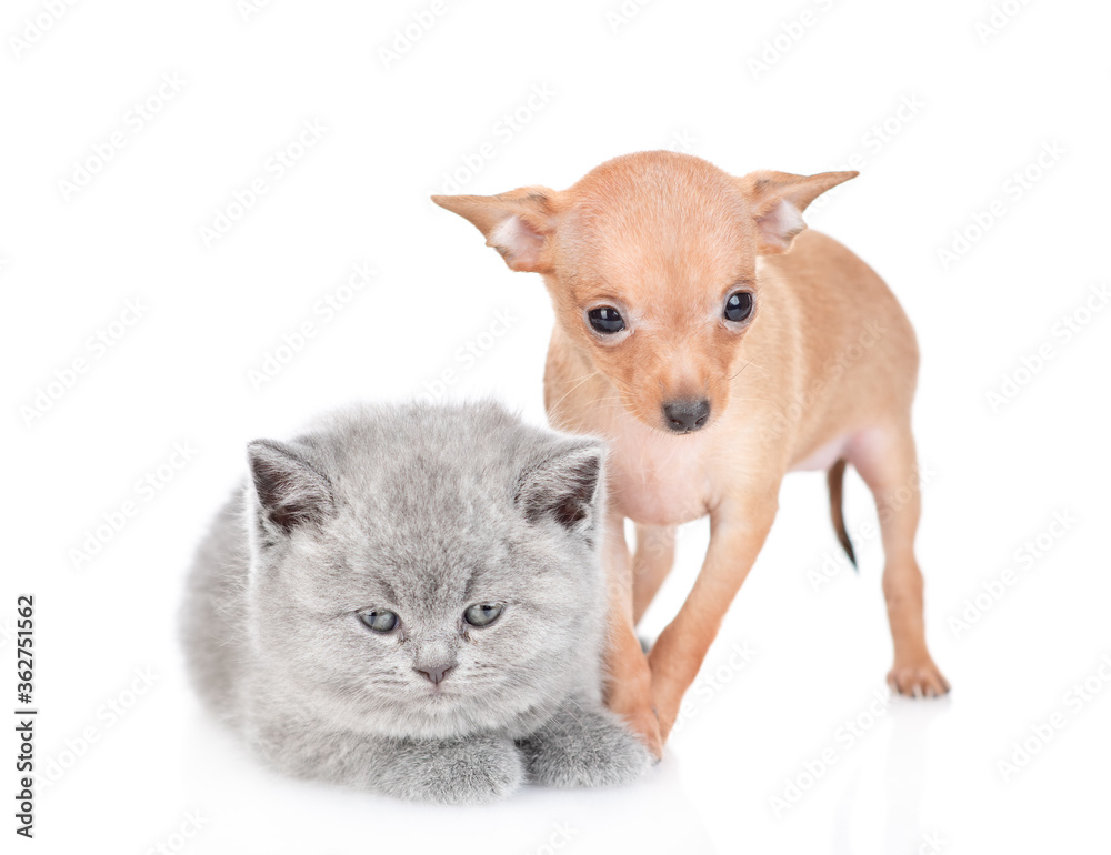 Tiny toy terrier puppy and british kitten sit together in front view. isolated on white background Tiny toy terrier puppy and british kitten sit together in front view. isolated on white background