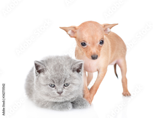 Tiny toy terrier puppy and british kitten sit together in front view. isolated on white background