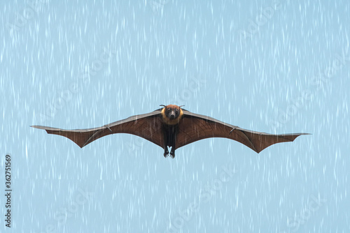 Bat flying in the rain (Lyle's flying fox) photo