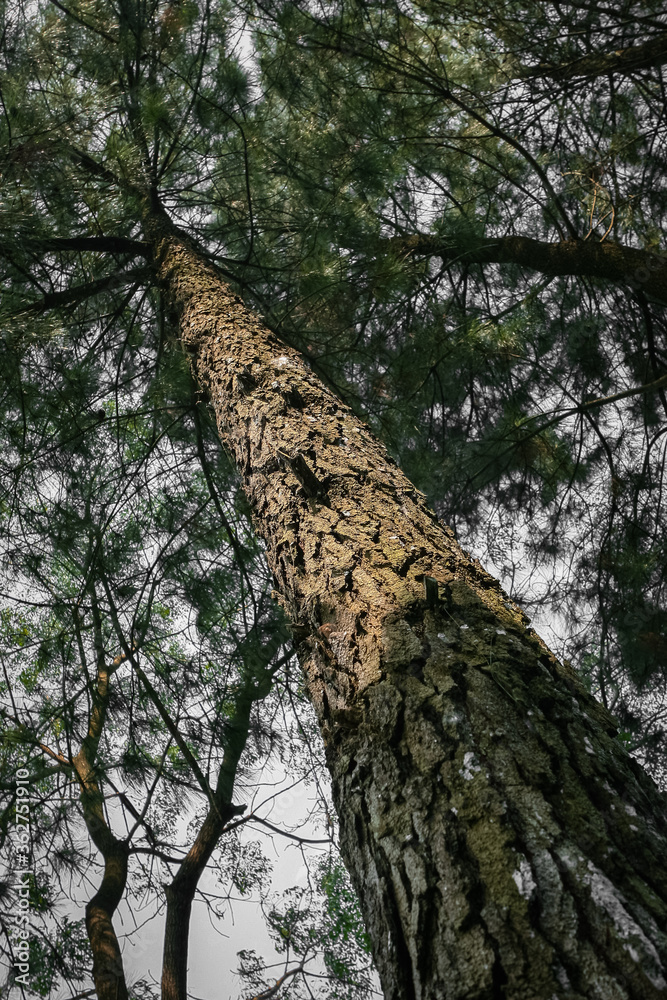 Fototapeta premium The stem of tall tree from low angle view