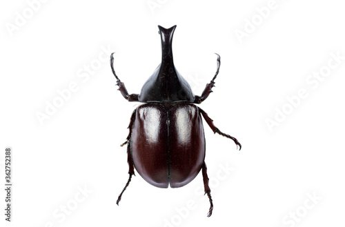 Beetle on white background with clipping path © fototrips