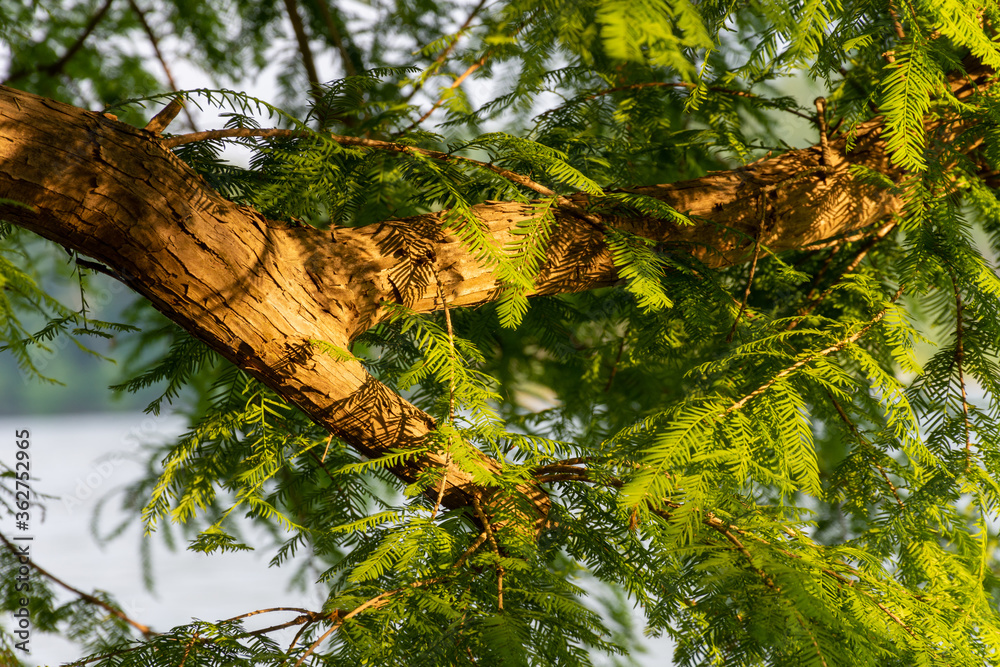 Bald Cypress at Nolin Lake in Kentucky