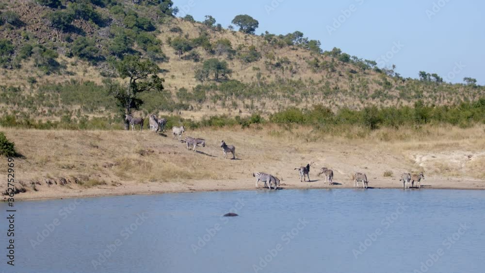 Zebra Herd by the Lake, Wide View. African Animals by Watering Place, Full Frame Slow Motion Zebra Herd by the Lake, Wide View. African Animals by Watering Place, Full Frame Slow Motion