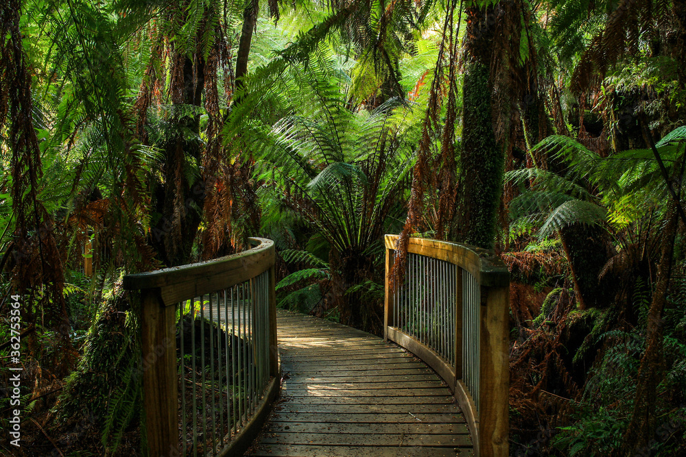Fototapeta path in rainforest