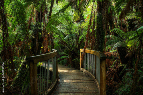 Fototapeta path in rainforest