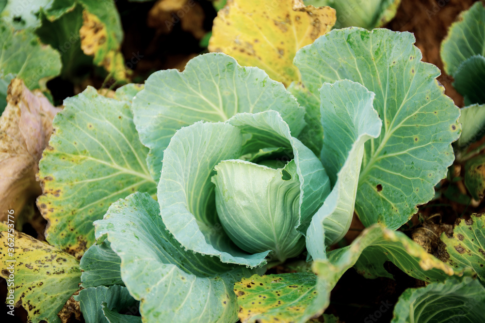 Cabbage on ground with top view.