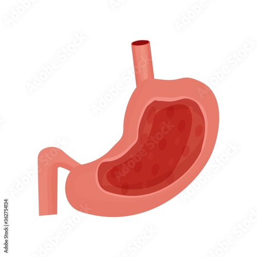 Human stomach, organ isolated on white background stock vector illustration. Medical, anatomical concept, detailed in flat style