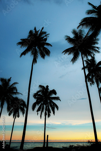 Palm tree with silhouette in Thailand.