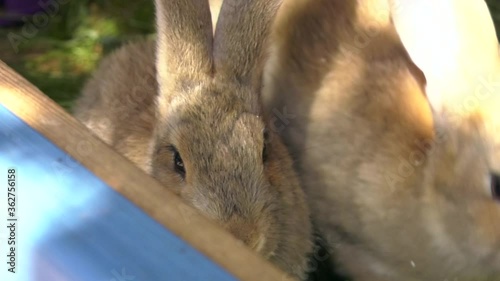 Homemade rabbits are of a red color. Rabbits eat grass in a farm paddock.
