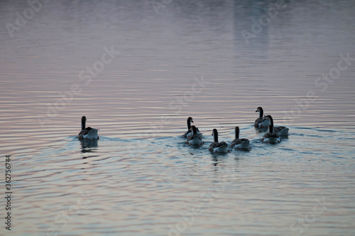 geese swimming on the lake