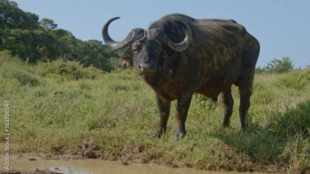 Black African Cape Buffalo Standing in Grass and Looking at Camera. Full Frame Slow Motion Black African Cape Buffalo Standing in Grass and Looking at Camera. Full Frame Slow Motion