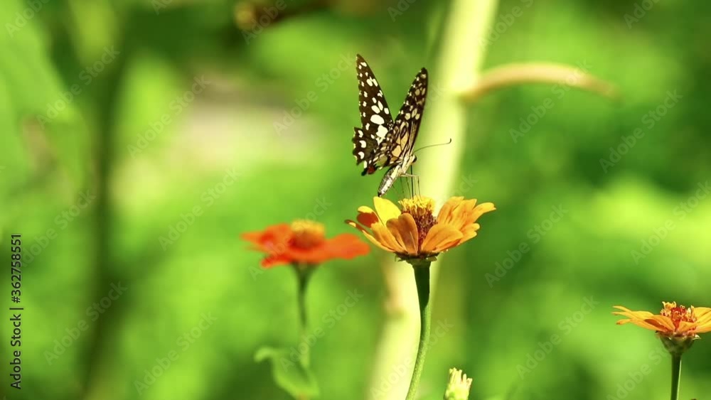 Butterfly with broken wing on a flower, lime swallowtail close up insect feeding footage with bright vibrant colours. Butterfly with broken wing on a flower, lime swallowtail close up insect feeding footage with bright vibrant colours.