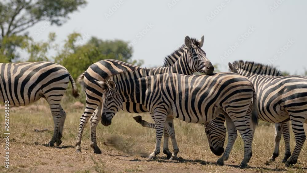 Slow Motion of Burshells Zebras in Pasture of Kruger National Park, South Africa. Full Frame Slow Motion Slow Motion of Burshells Zebras in Pasture of Kruger National Park, South Africa. Full Frame Slow Motion