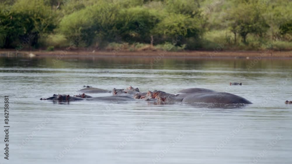 Hippo in Daily Routine. Animals in River Spaying Water, Slow Motion. Kruger National Park, South Africa Hippo in Daily Routine. Animals in River Spaying Water, Slow Motion. Kruger National Park, South Africa