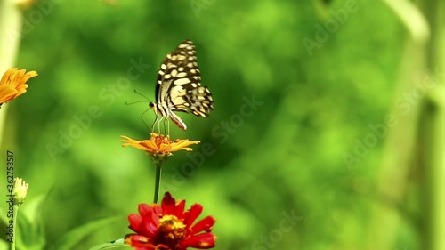 Butterfly feeding on a flower, lime swallowtail close up insect feeding footage with bright vibrant colours. photo