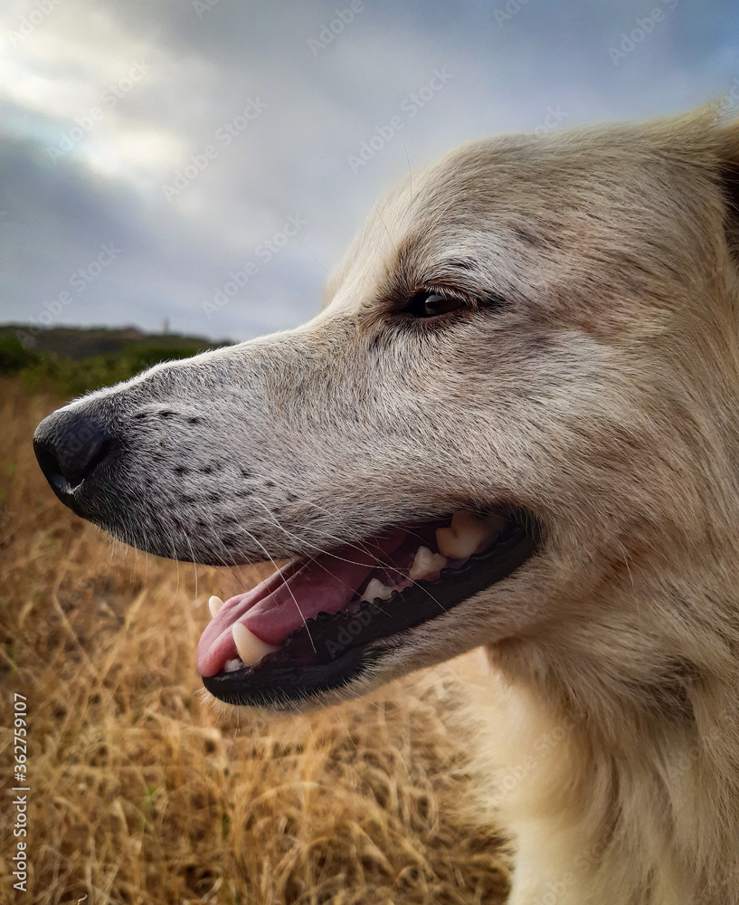 cheerful dog profile picture cheerful dog profile picture
