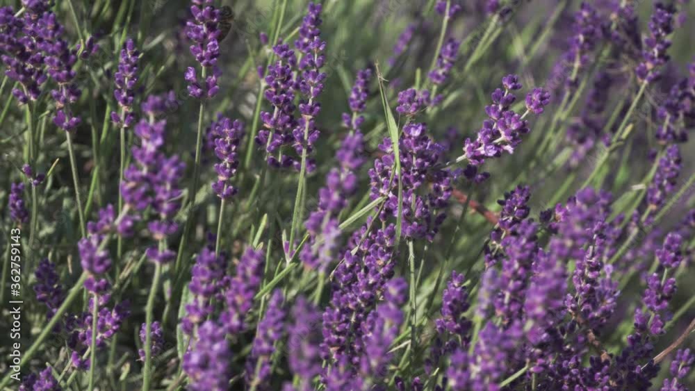 Blooming purple lavender in summer.