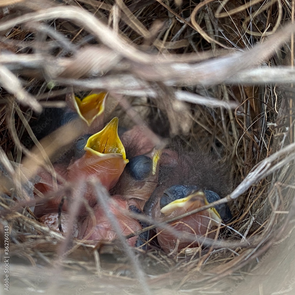baby birds in nest baby birds in nest