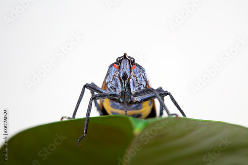 Wax cicadas in the wild photo