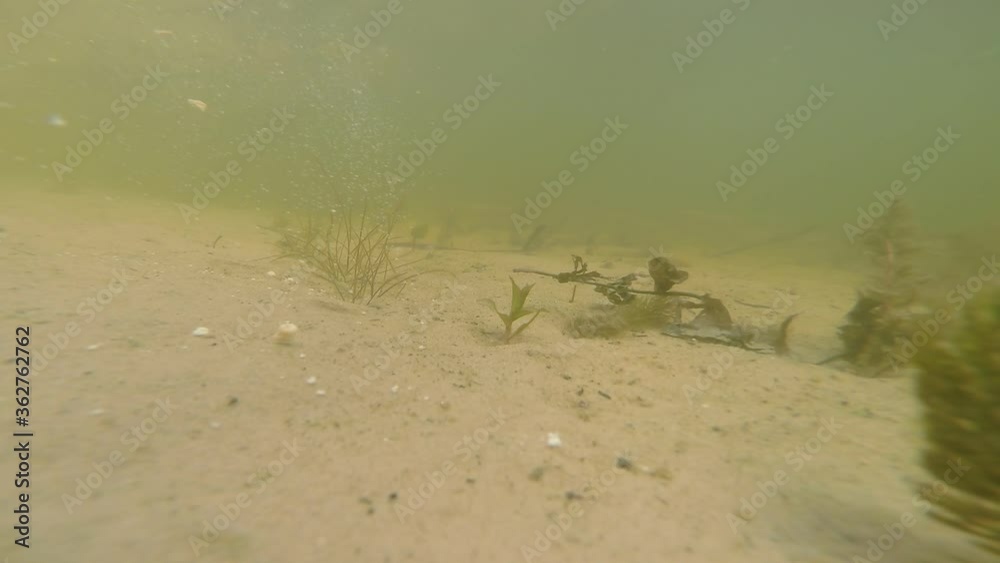 Small fish swims in a dirty river. The small course of the river carries yellow sand.
Small fish swims in a dirty river. The small course of the river carries yellow sand.