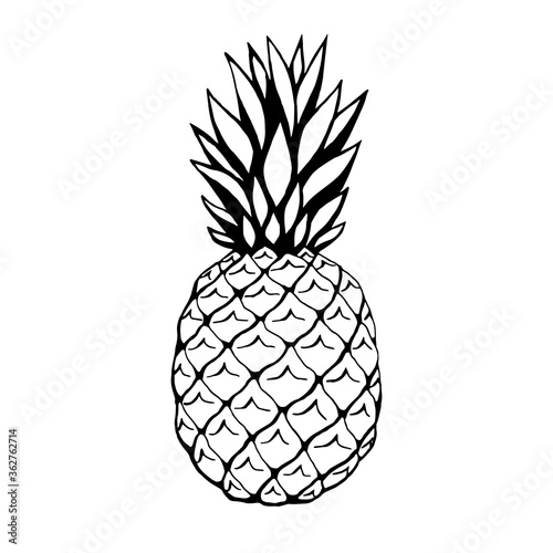 Vector hand drawn pineapple, fruit. Decorative retro style collection farm product restaurant menu, market label.