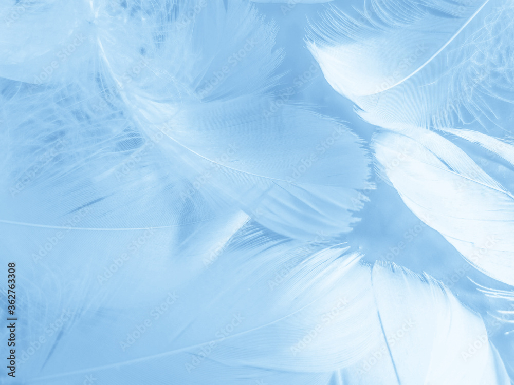 Obraz premium Beautiful abstract colorful blue feathers on white background and soft white feather texture on blue pattern and blue background, feather background, blue banners