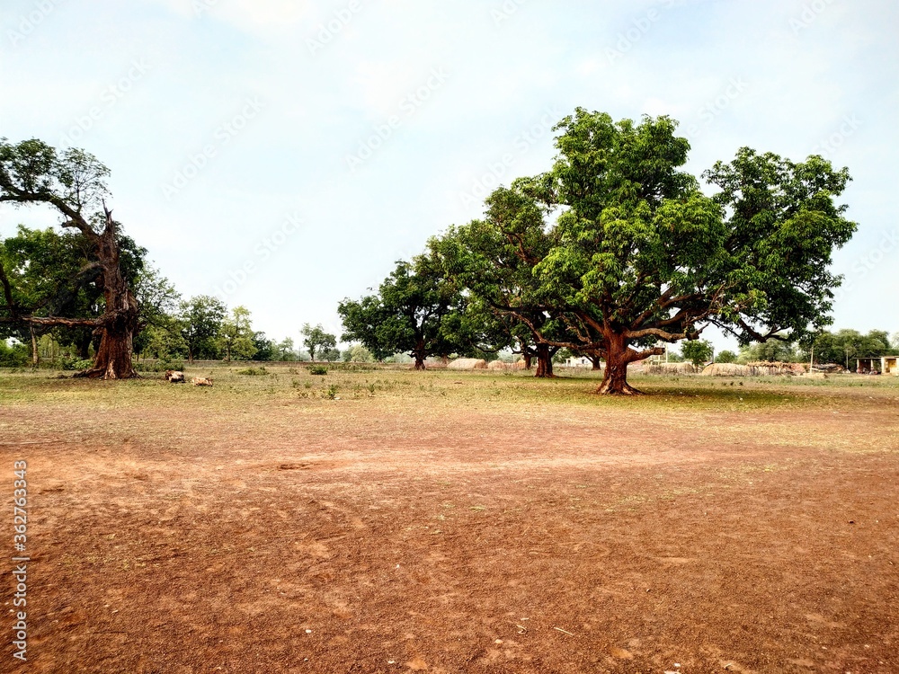 Fototapeta premium Big tree view in sunny summer season in countryside area