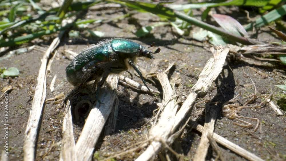 A crawling Cetonia aurata or European rose chafer beetle A crawling Cetonia aurata or European rose chafer beetle