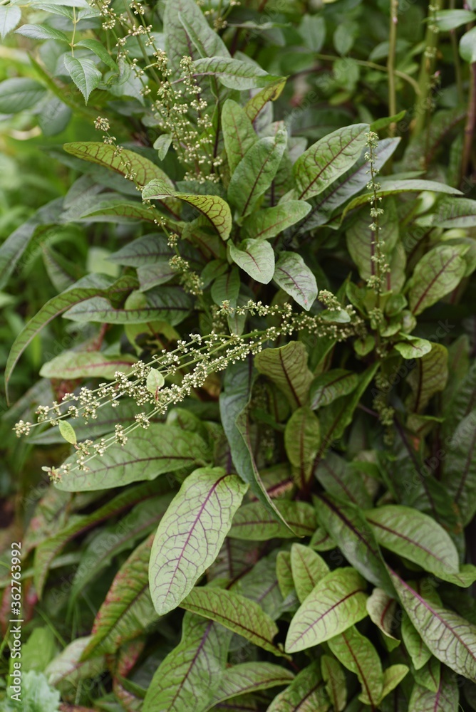 Rumex bloody dock is a Polygonaceae perennial plant. Rumex bloody dock is a Polygonaceae perennial plant.